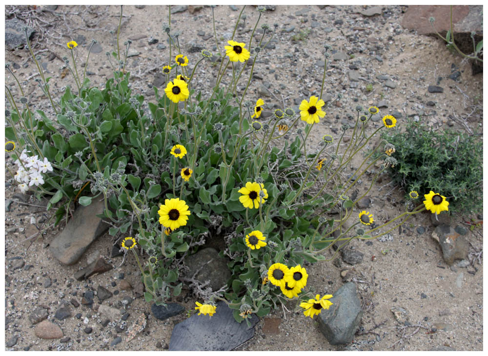 Desierto Florido, Coronilla del Fraile, Encelia canescens