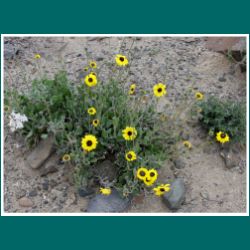 Flor Coronilla del Fraile, Encelia canescens 