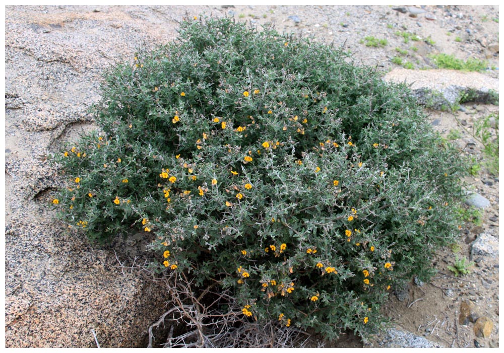 Retamilla - Caesalpinia angulata