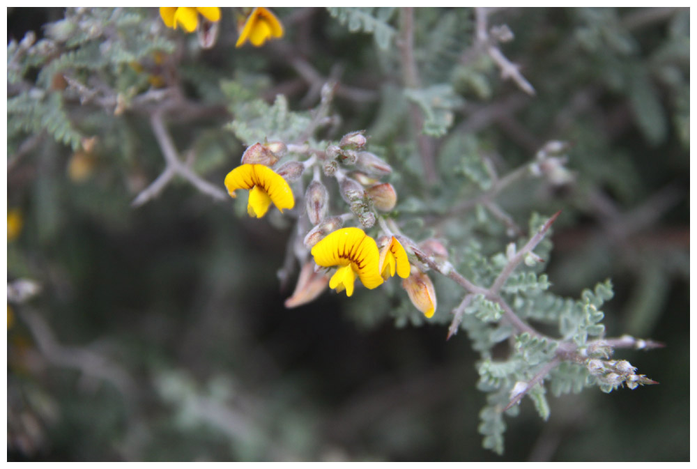 Región de Atacama: Retamilla - Caesalpinia angulata