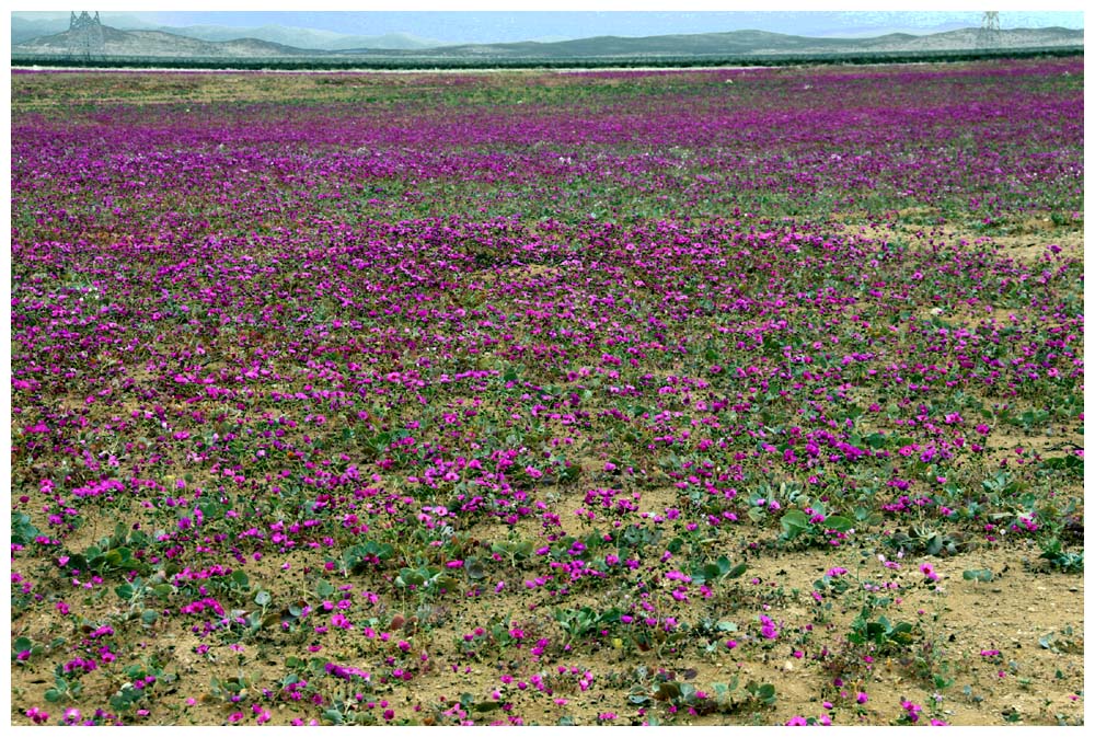 Cistanthe grandiflora, Doquilla, Pata de guanaco