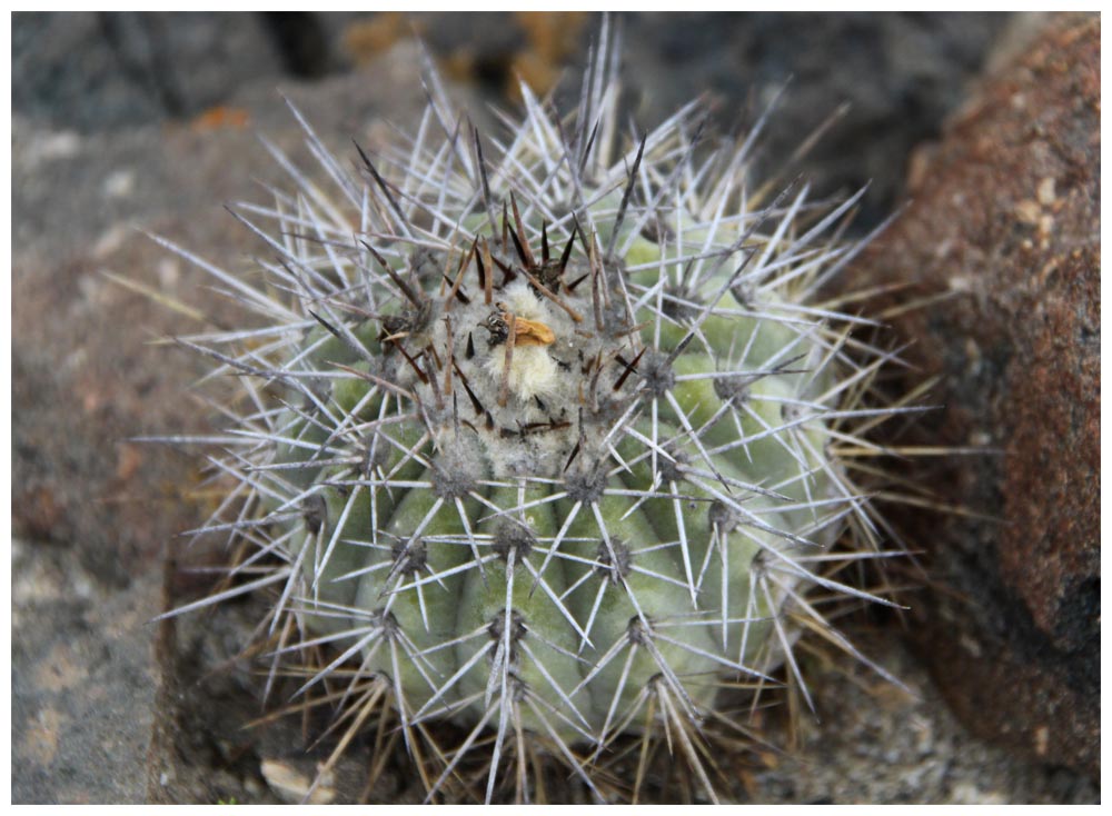 Copiapoa grandiflora ssp. grandiflora