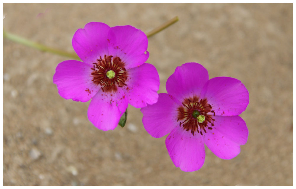 Cisanthe grandiflora, Pata de guanaco