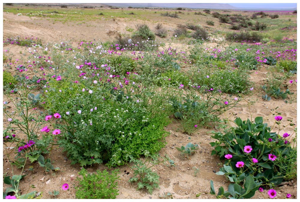 Blühende Atacama