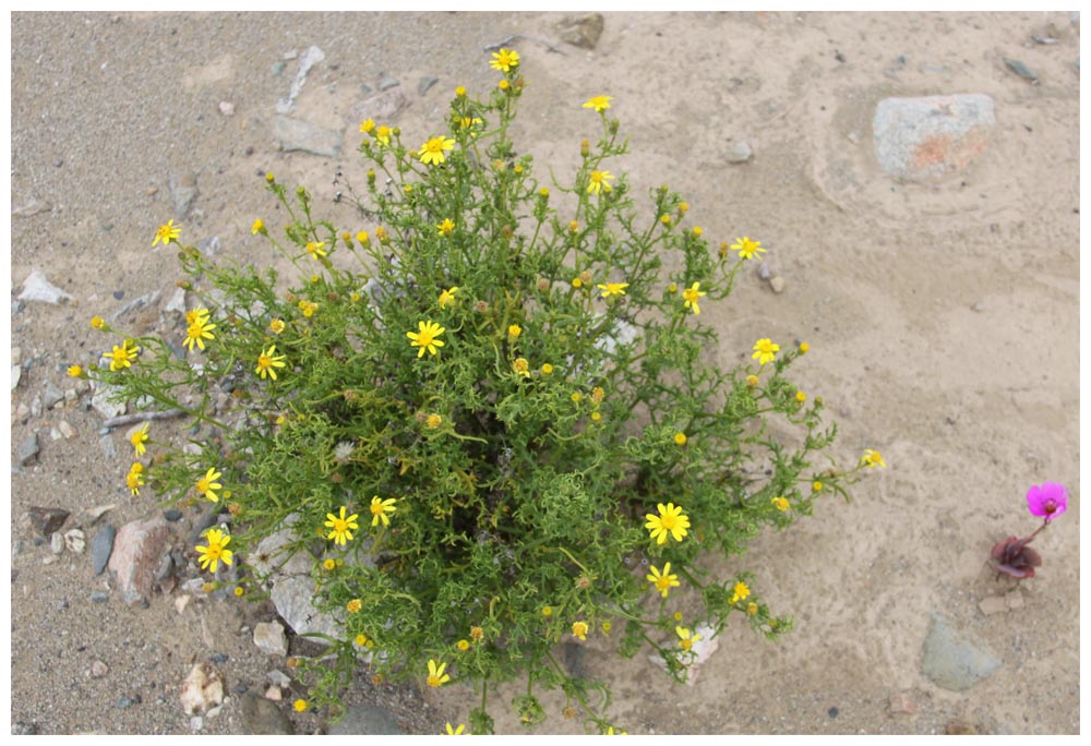 Margarita amarilla, Gelbe Margarite, Euryops pectinatus