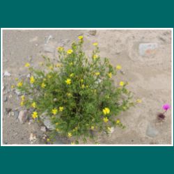 215-Atacama-Blumen-gelb.jpg