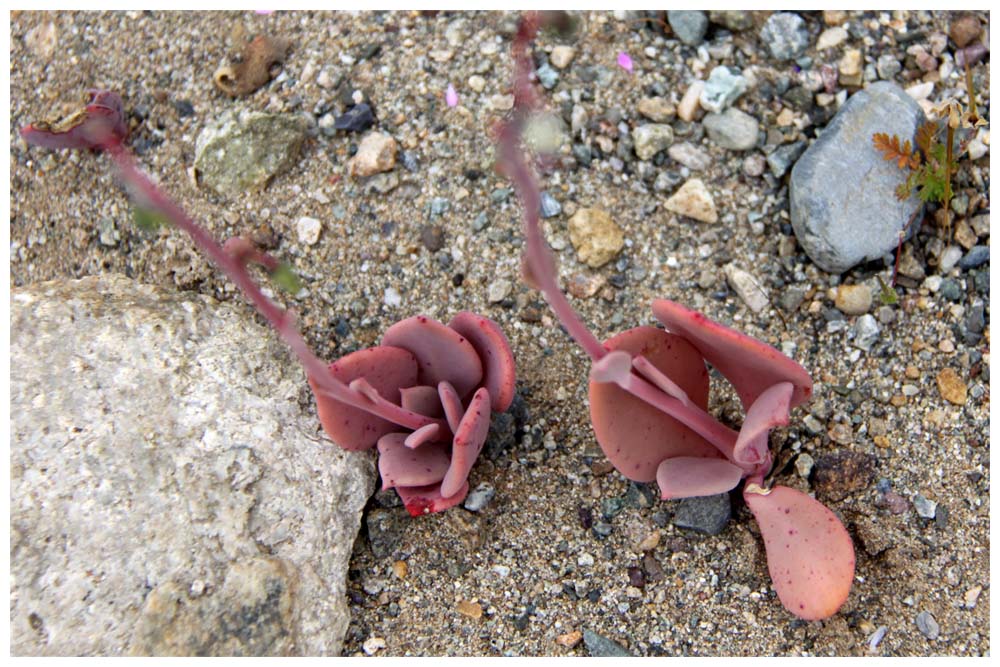 Blühende Atacama, rotbraune Pflanze