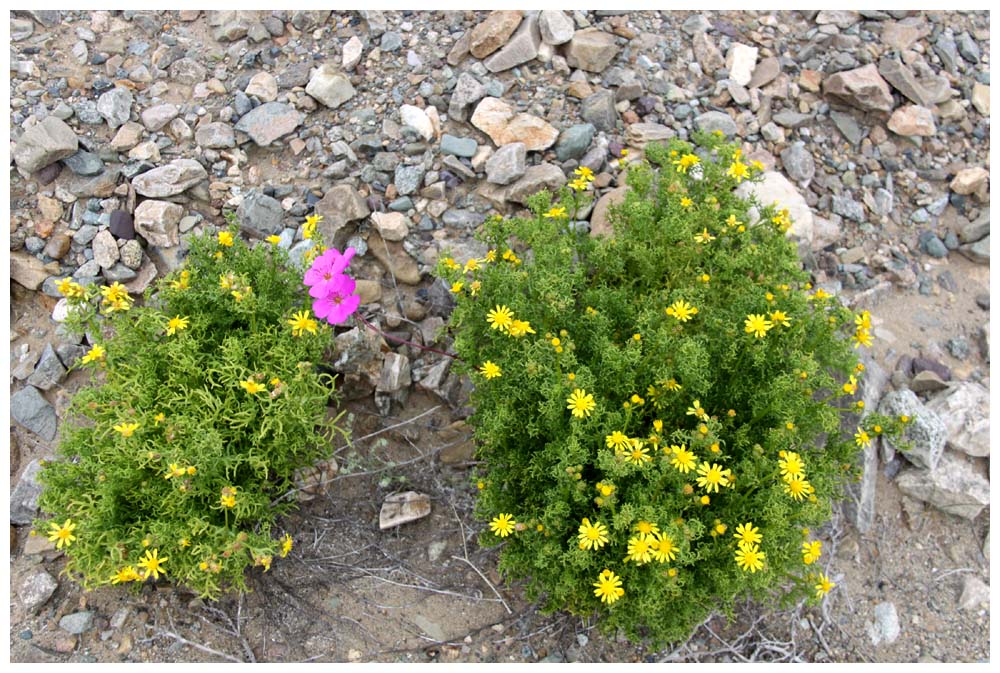 Margarita amarilla, Goldmargerite, Euryops pectinatus