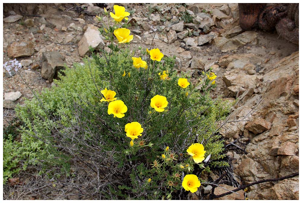 Amancay, Flor de San José, Balbisio peduncularis