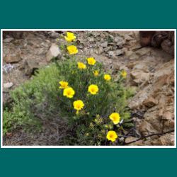 Flor de San José, Balbisio peduncularis