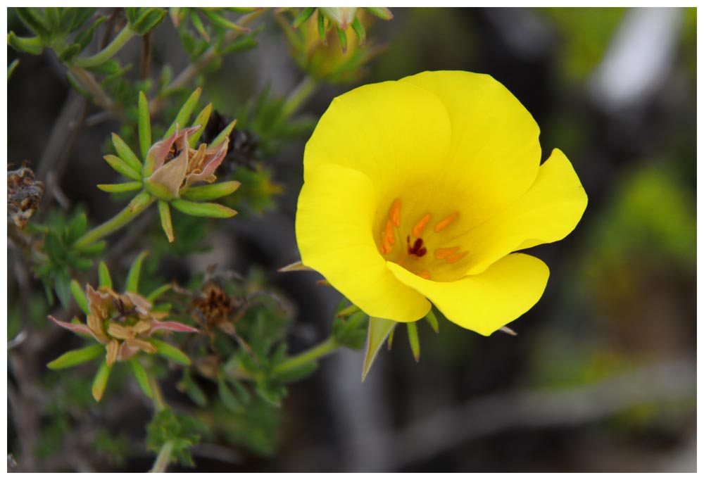 Amancay, Flor de San José, Balbisio peduncularis