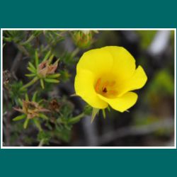 Amancay, Flor de San José, Balbisio peduncularis