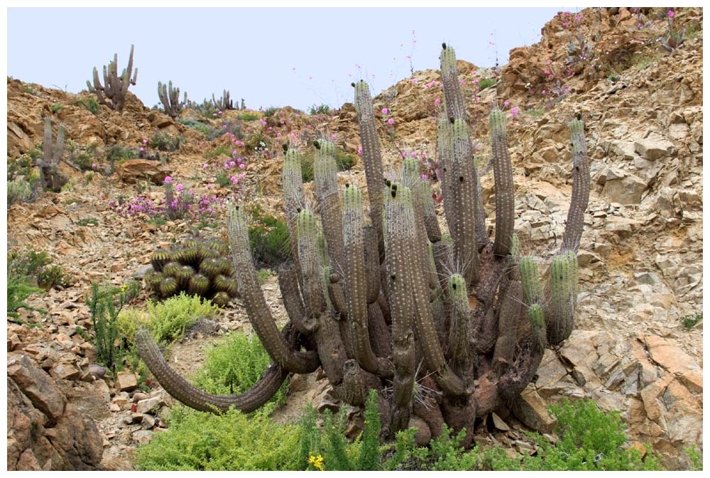 Kakteen in der blühenden Atacama