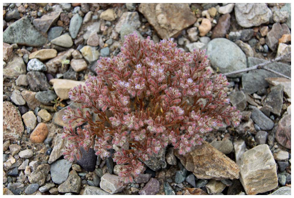 Blühende Atacama, rötliche Pflanze