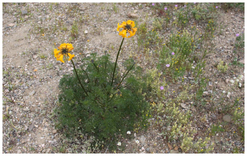 Blühende Atacama: Terciopelo, Argylia radiata