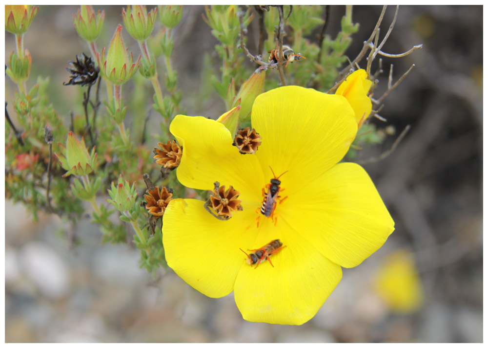 Amancay, Flor de San José, Balbisio peduncularis