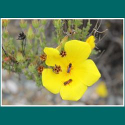 Flor de San José, Amancay, Balbisio peduncularis