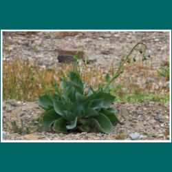 232-Atacama-Pflanze-gruen.jpg