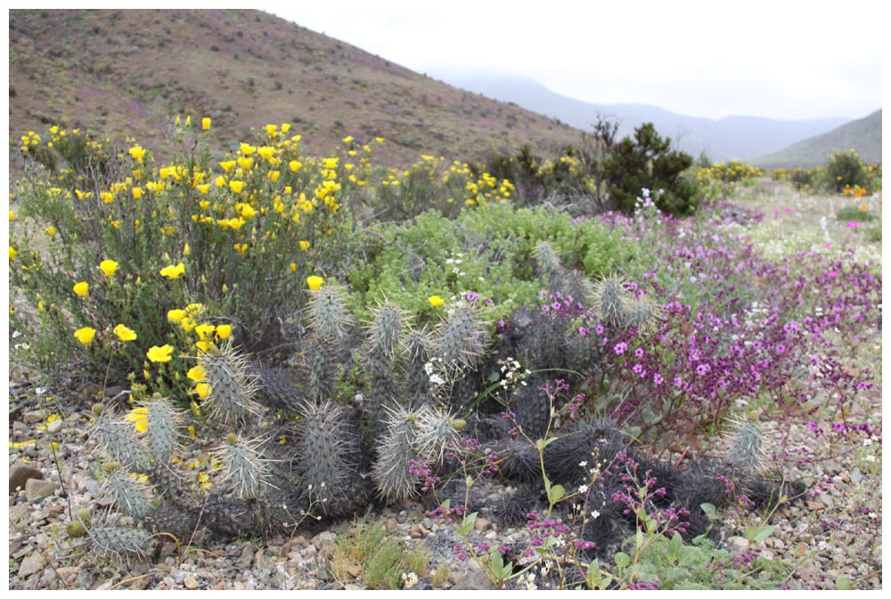 Blühende Atacama, Desierto Florido