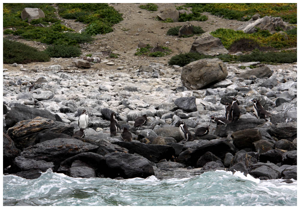 Reserva Nacional Pinguino de Humboldt, Humboldtpinguine auf der Isla Choros