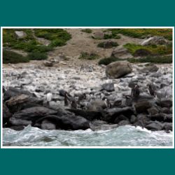 235-Reserva-Nacional-Pinguinos-de-Humboldt.jpg