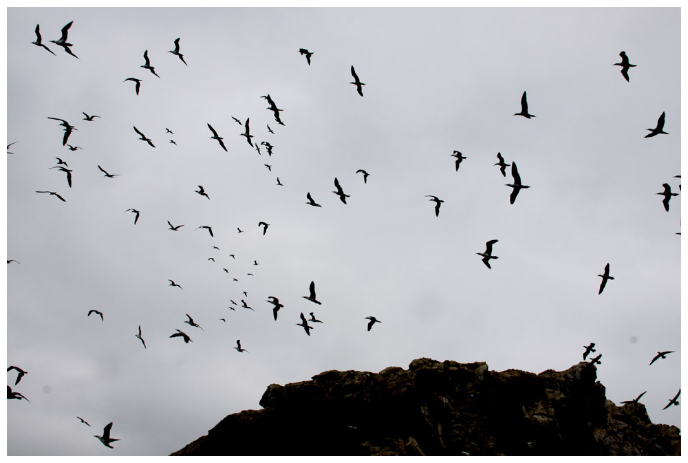 Vogelparadies auf der Isla Choros