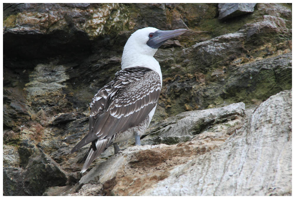 Guanotölpel, Piquero, Sula variegata, Peruvian booby