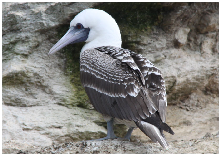 Isla Choros: Guanotölpel, Piquero, Sula variegata