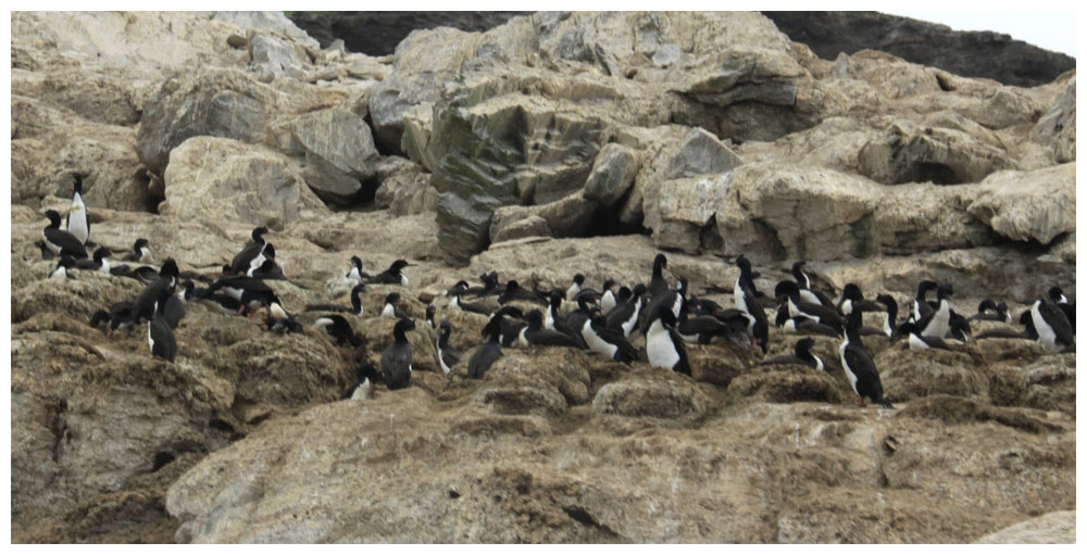 Cormorán de las rocas, Felsenscharbe, Phalacrocorax magellanicus