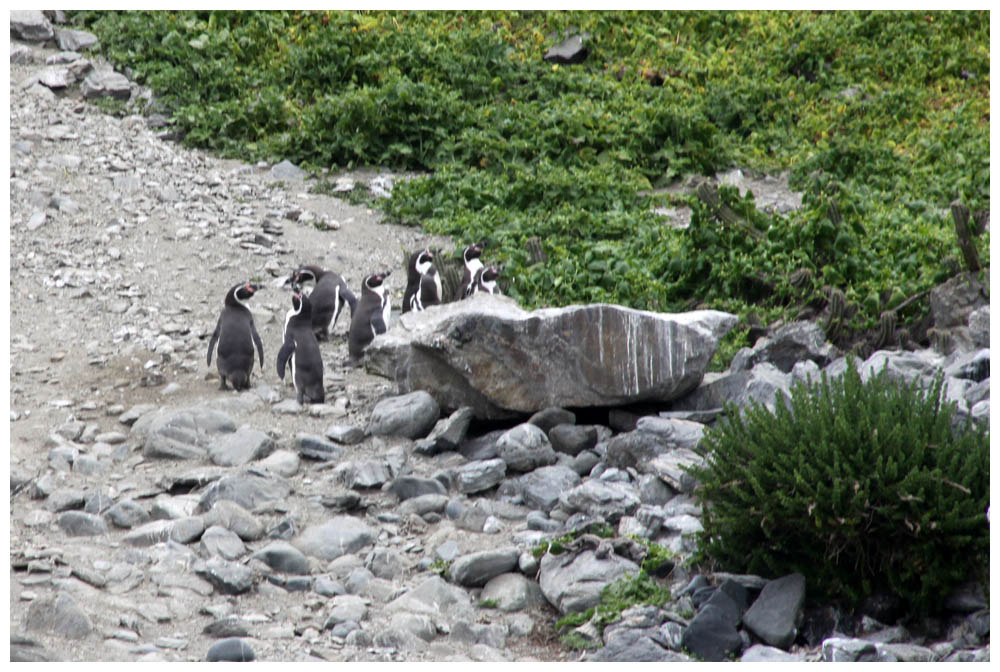 Reserva Nacional Pinguino de Humboldt