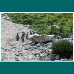 240-Reserva-Nacional-Pinguinos-de-Humboldt.jpg
