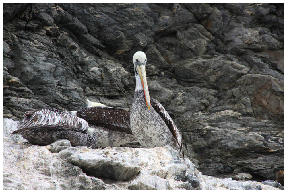 Isla-Choros: Pelícano, Chile-Meerespelikan, Pelecanus thagus