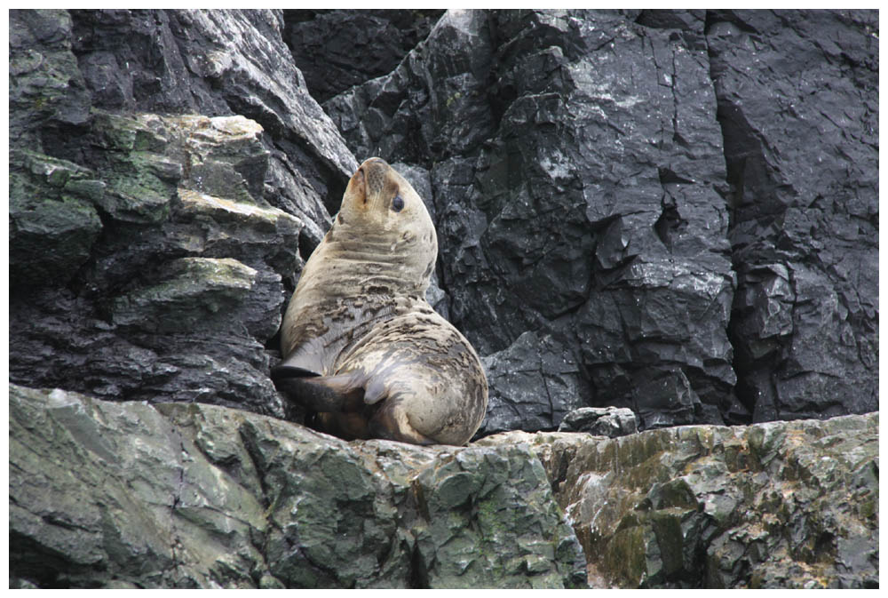 Junger Seelöwe auf der Isla Choros