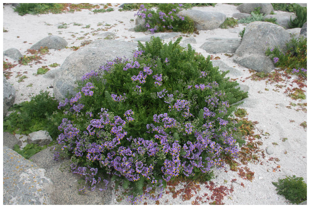 Isla Damas: Esparto, Solanum maritimum