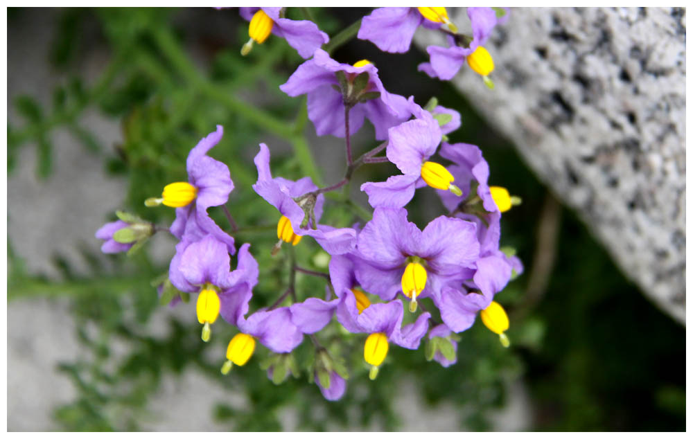 Isla Damas: Esparto, Solanum maritimum