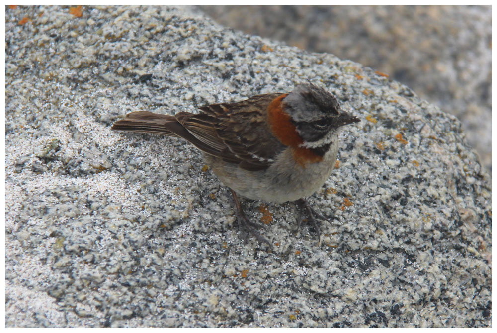 Isla Damas: Chincol, Zonotrichia capensis chilensis