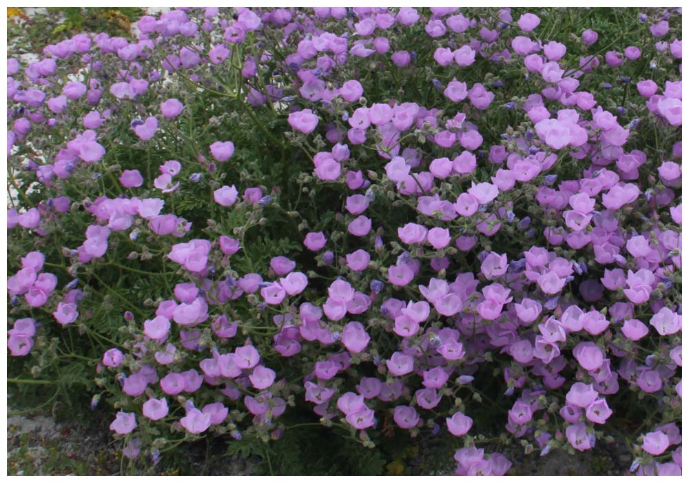 Isla Damas: Cristaria aspera, Malvilla