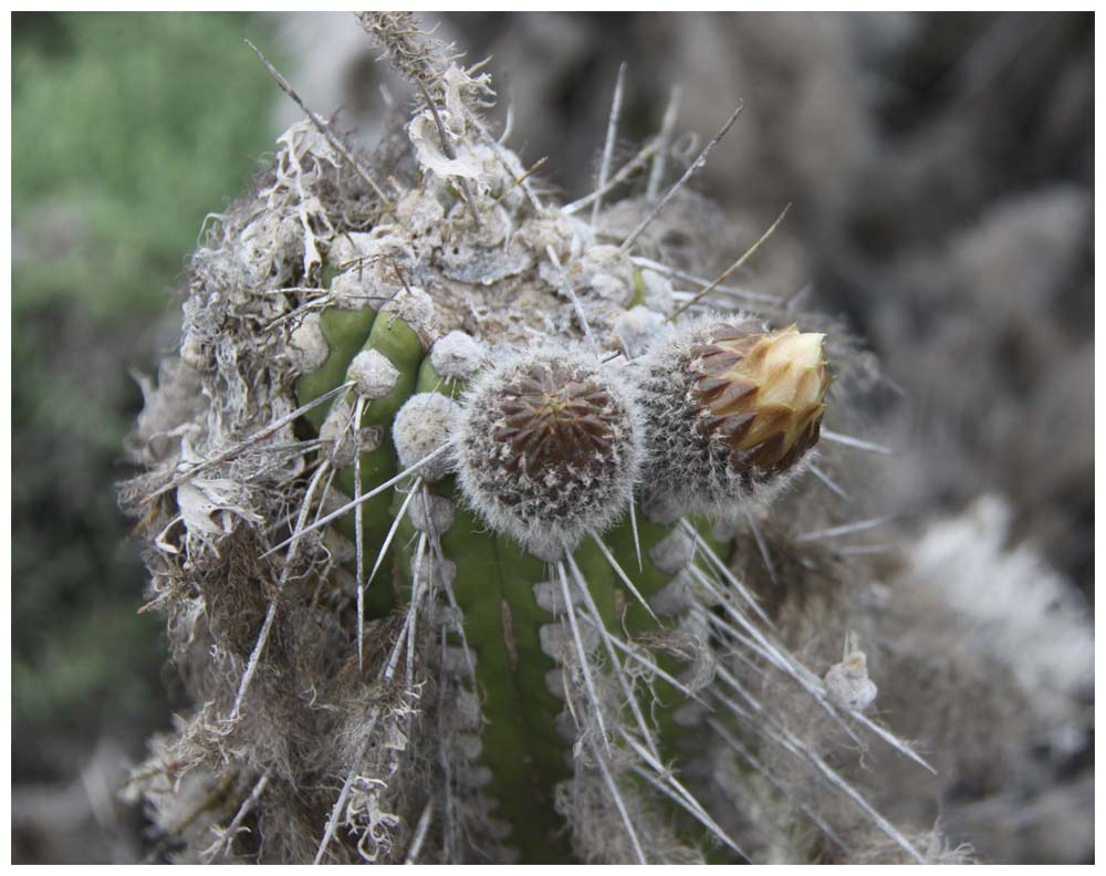 Isla Damas: Kaktus