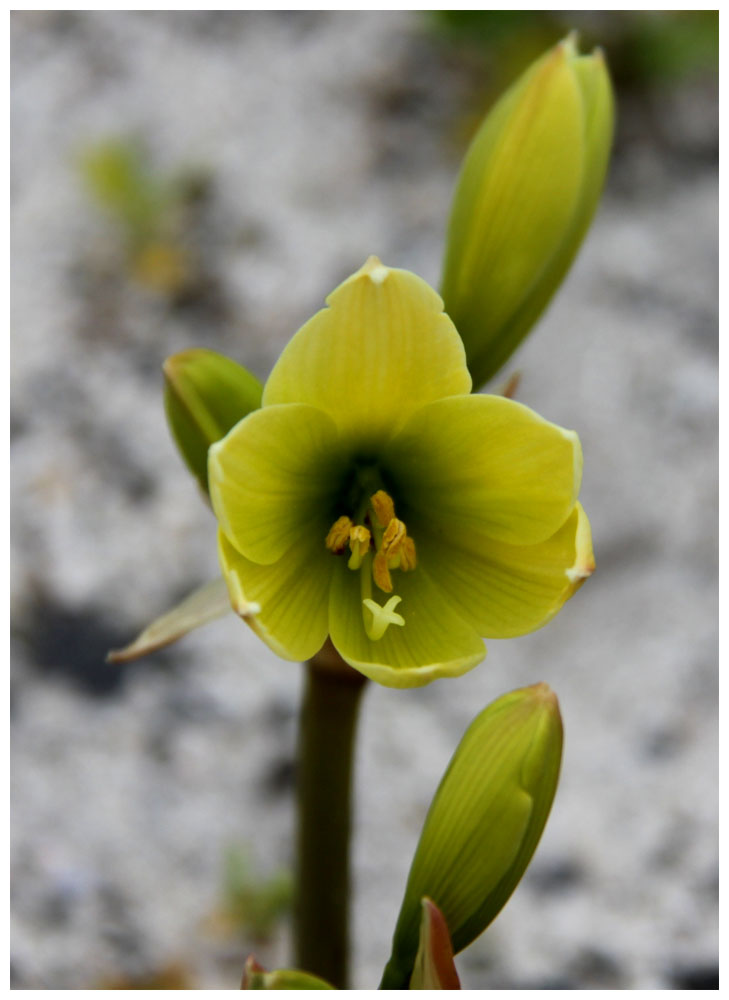 Isla Damas: Añañuca-Anjanjuca, Rhodophiala bagnoldii, Flora