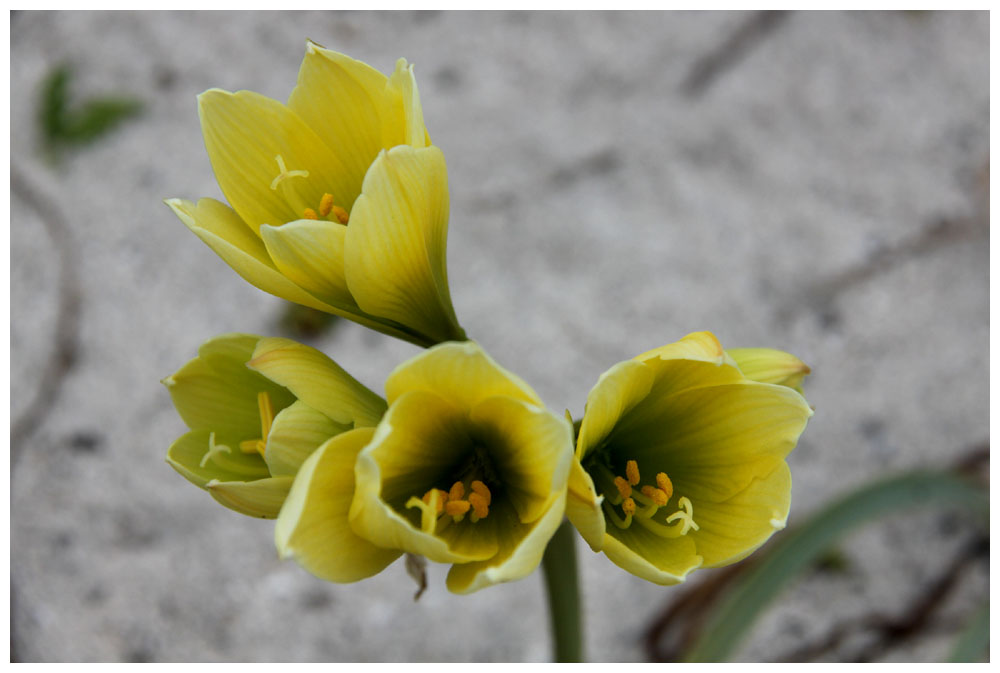 Isla Damas: Añañuca, Anjanjuca, Rhodophiala bagnoldii, Flora