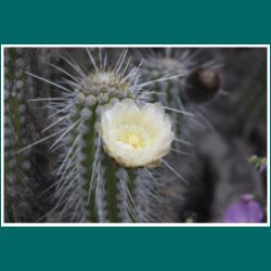 Isla Damas: Copao, Eulychnia breviflora