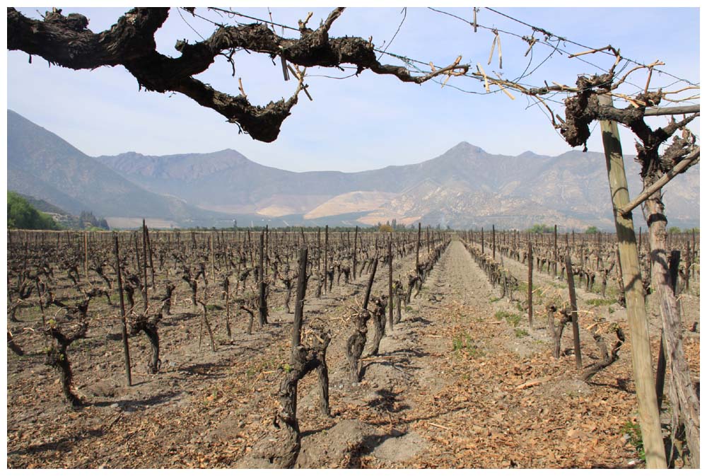 Weingut in Chile, Viña Sánchez De Loria