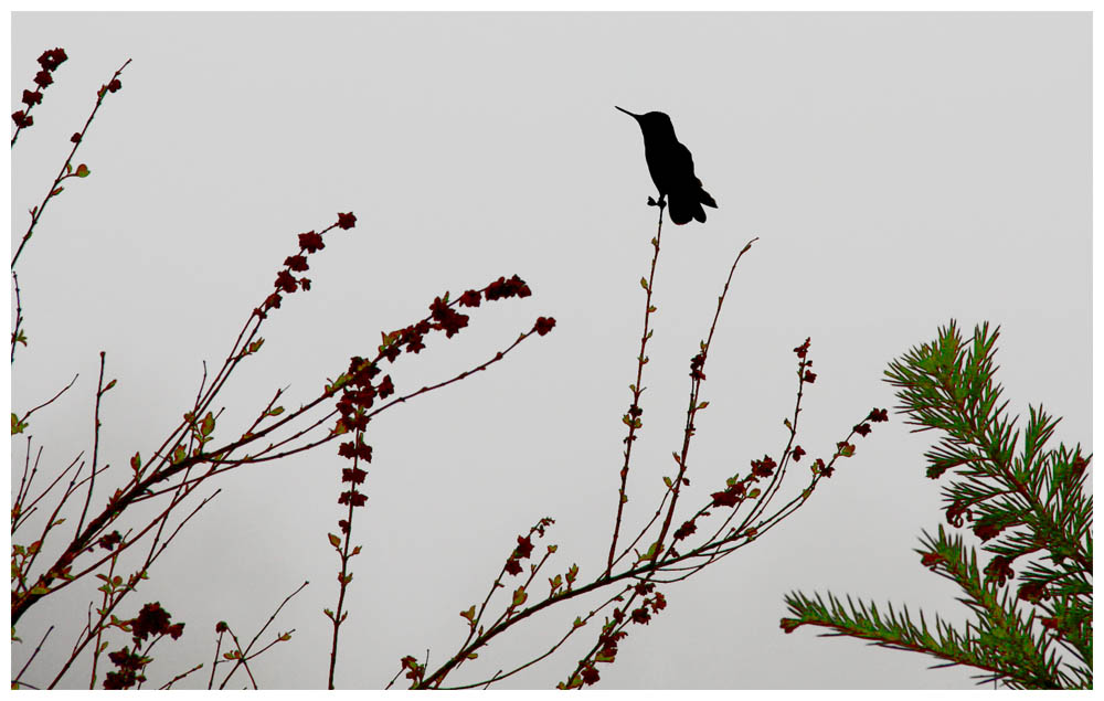 Picaflor, Chilekolibri im Morgennebel in Cunco