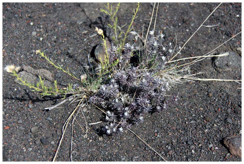 Nationalpark Conguillio: Flora beim Vulkan Llaima