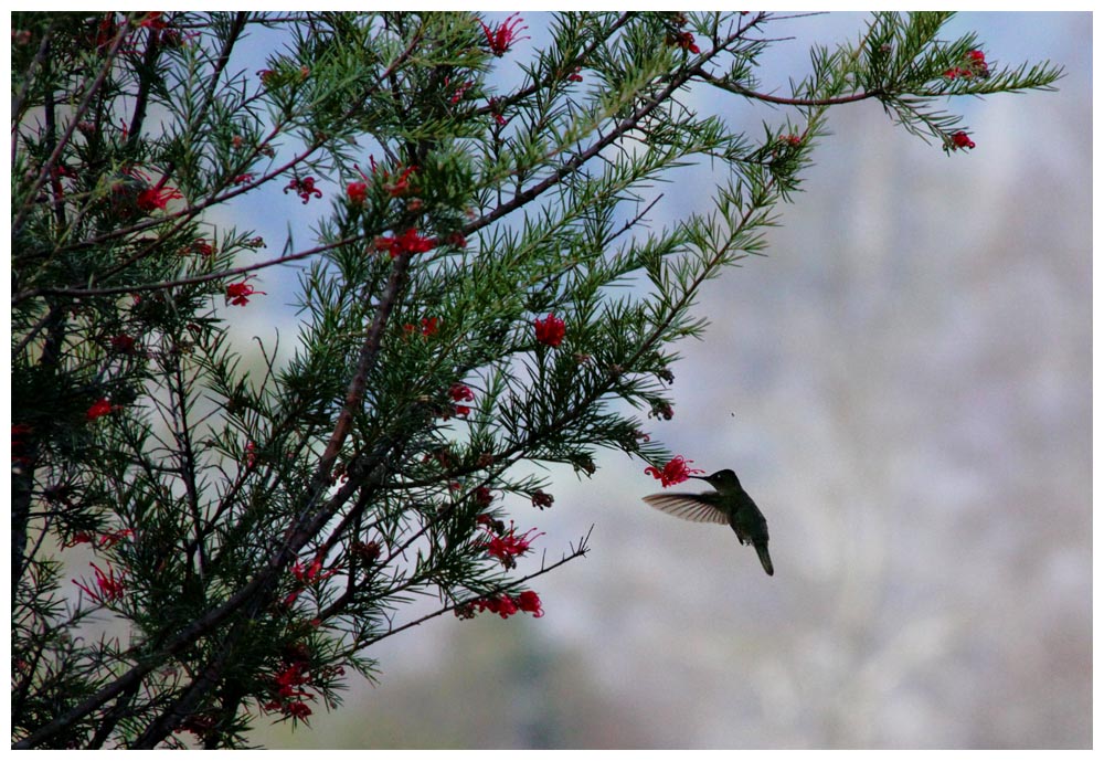 Cunco: Kolibri, Sephanoides sephanoides