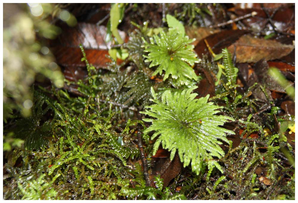  Musgo Paragüita,del Sapo,  Hypopterygium arbuscula