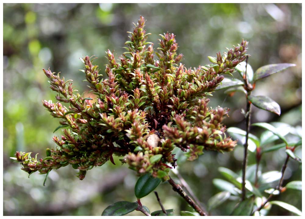 Meki, Mata negra, Escallonia virgata