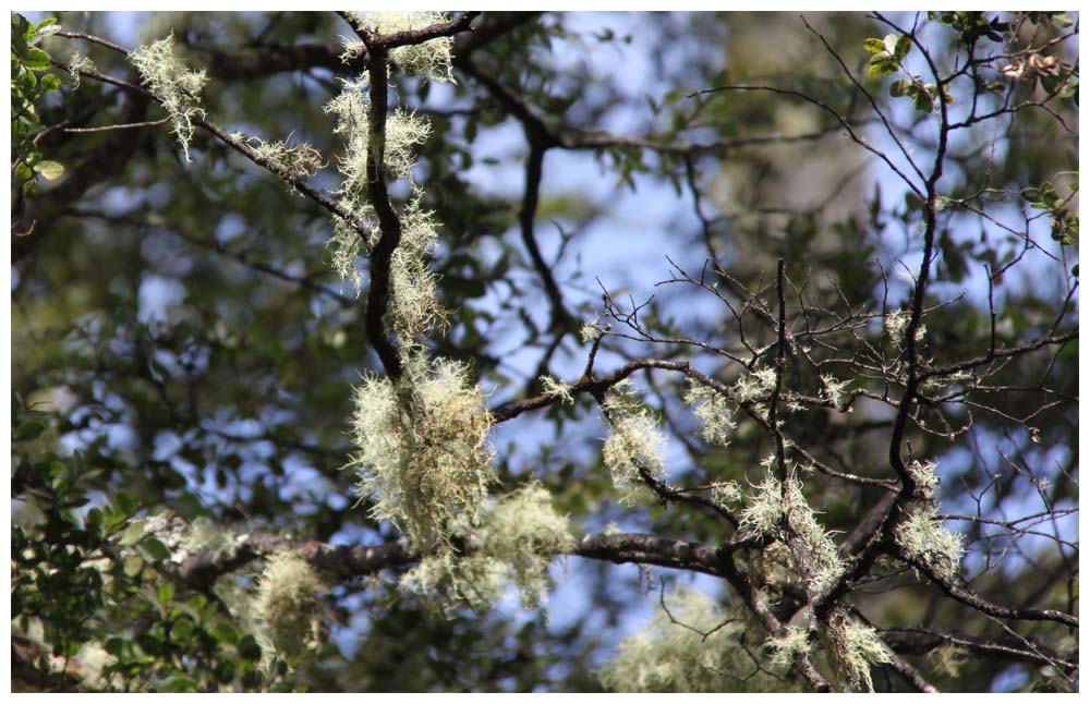 Las Cascadas: Bartflechten, Baumbart, Usnea filipendula