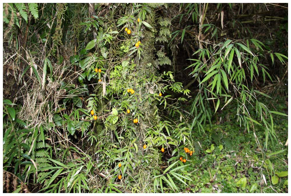 Quilineja, Azahar, Coral , Luzuriaga radicans