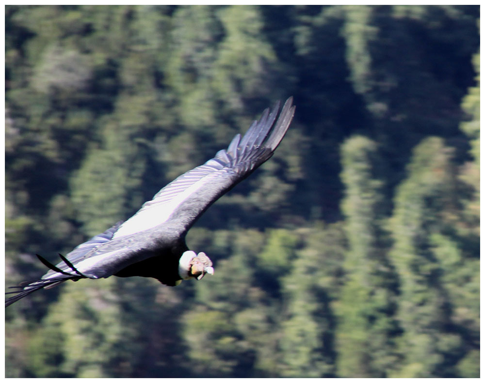 Andenkondor, Condor de los Andes, Vultur gryphus, Andean Condor